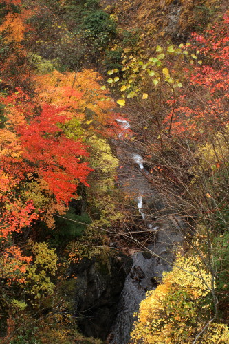 紅葉に覆われる蓮華温泉の渓流