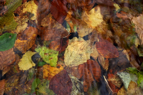 渓流の落ち葉