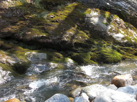 苔生す岩の流れ