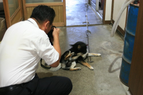 柴犬を撮影する加藤先生