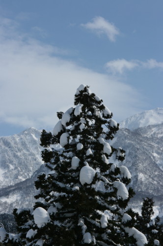 雪をまとった木