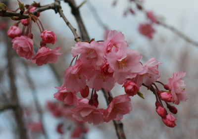 高田公園の桜