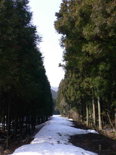 林間の雪道